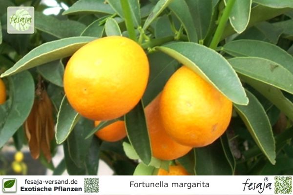 Fortunella margarita Pflanzen