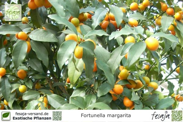 Fortunella margarita Pflanzen