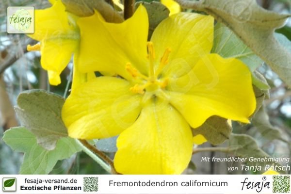 Fremontodendron californicum Pflanzen