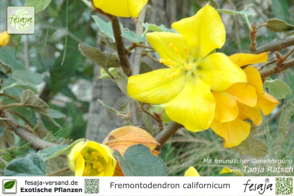 Fremontodendron californicum Pflanzen