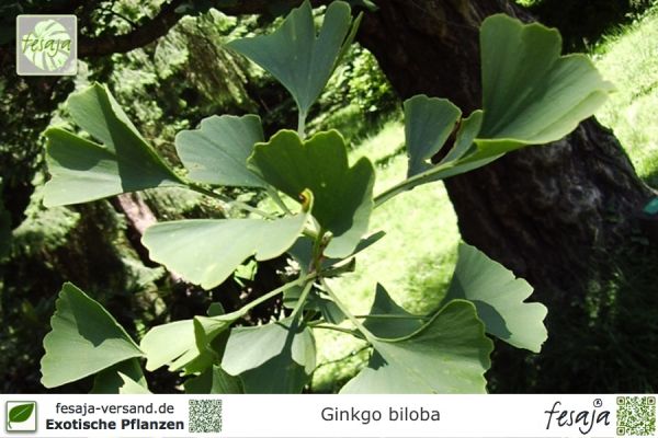 Ginkgo biloba (Fächerblattbaum, Ginkgo)