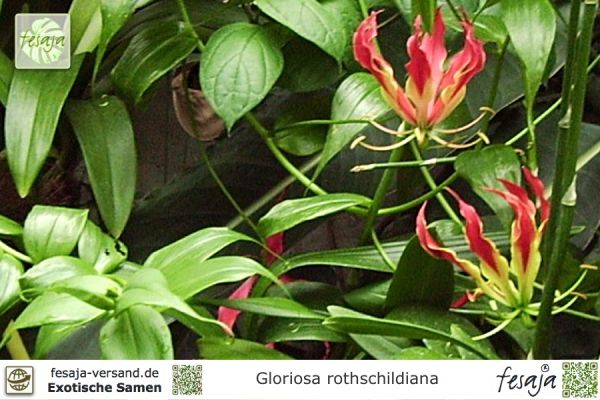 Gloriosa rothschildiana