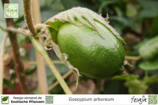 Gossypium arboreum Pflanzen