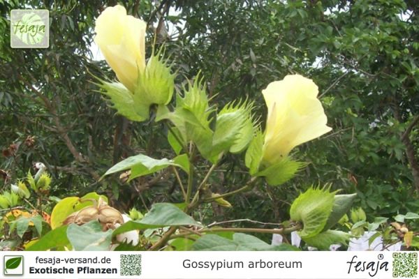 Gossypium arboreum Pflanzen