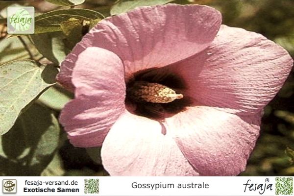 Gossypium australe
