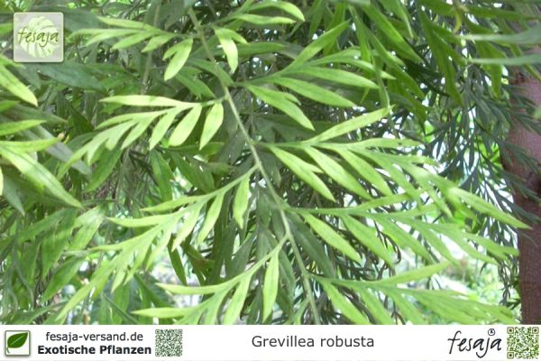 Grevillea robusta Pflanzen