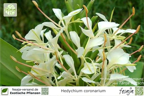 Hedychium coronarium Pflanzen