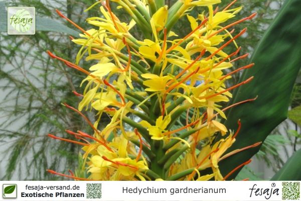 Hedychium gardnerianum Pflanzen