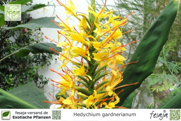 Hedychium gardnerianum Pflanzen