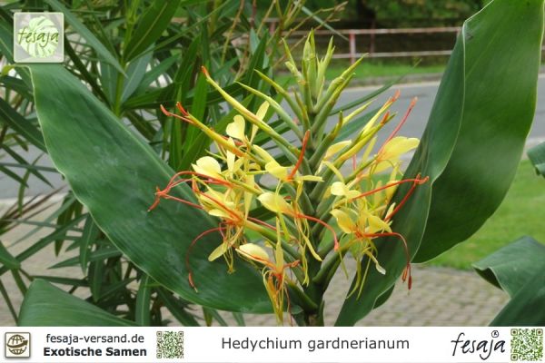 Hedychium gardnerianum