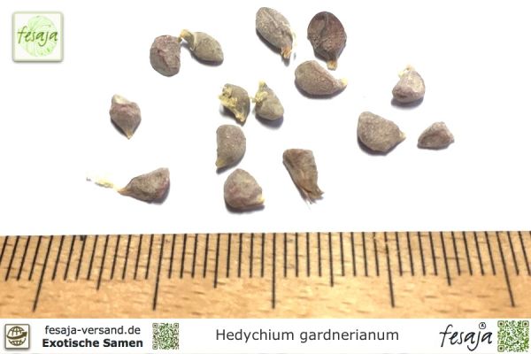 Hedychium gardnerianum Samen