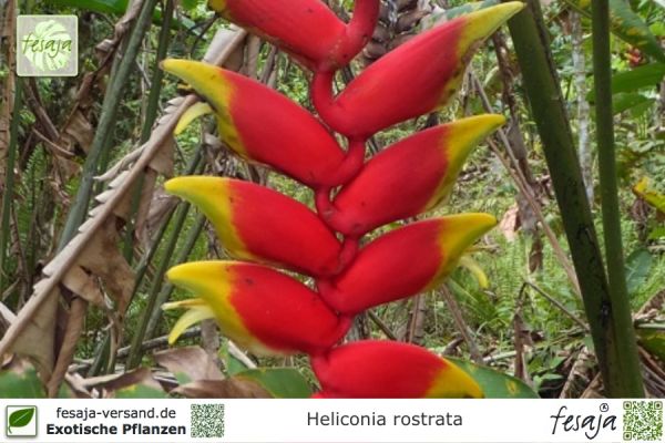 Heliconia rostrata Pflanzen
