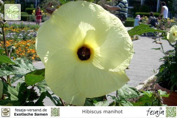 Hibiscus manihot