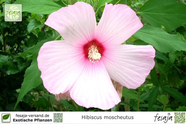Hibiscus moscheutos Pflanze