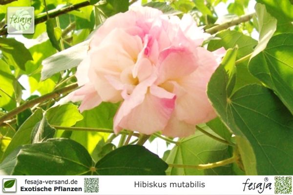 Hibiscus mutabilis Pflanzen