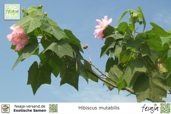 Hibiscus mutabilis