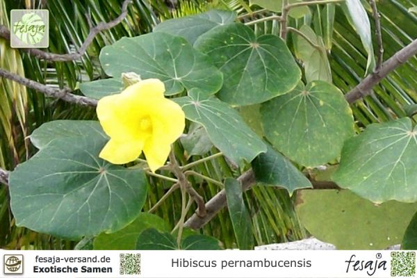 Hibiscus pernambucensis