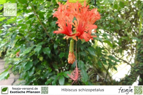 Hibiscus schizopetalus Pflanzen