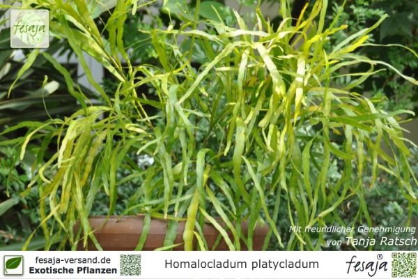 Homalocladium platycladum Pflanzen