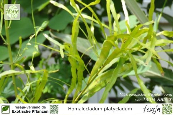 Homalocladium platycladum Pflanzen