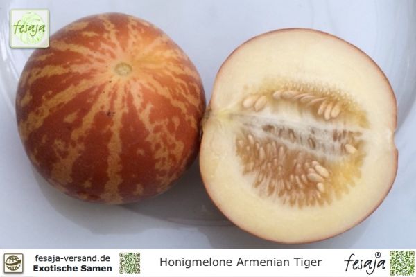 Honigmelone Armenian Tiger
