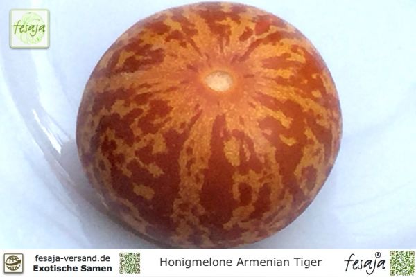 Honigmelone Armenian Tiger