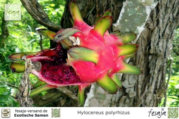 Hylocereus polyrhizus