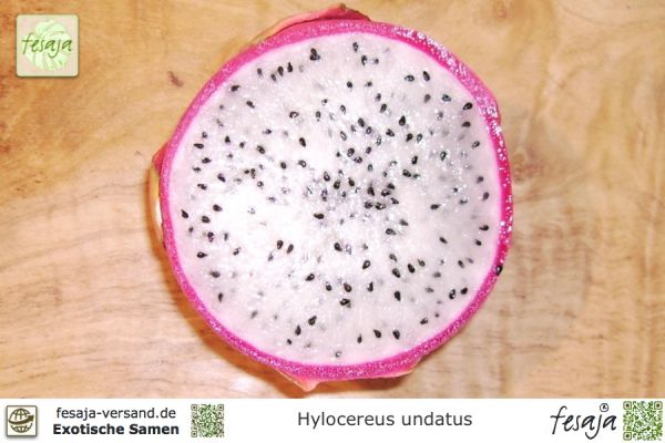 Hylocereus undatus