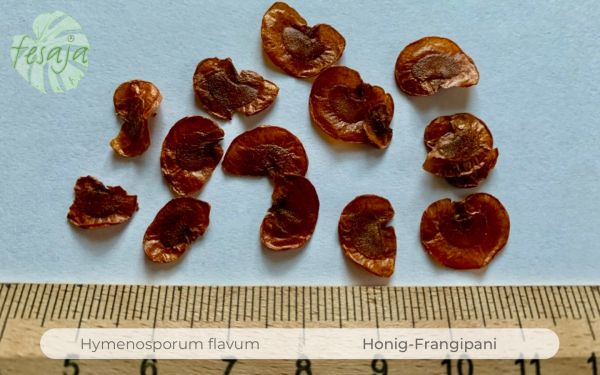 Hymenosporum flavum seed