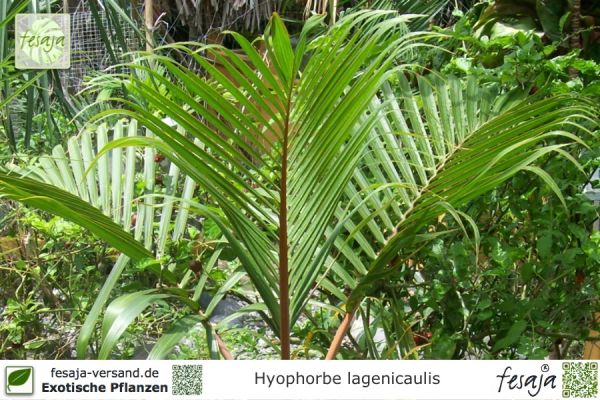 Hyophorbe lagenicaulis Pflanzen
