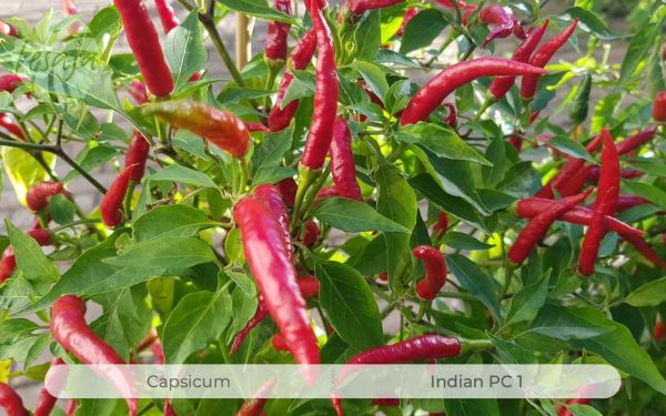 Indian PC1, Capsicum, Chili