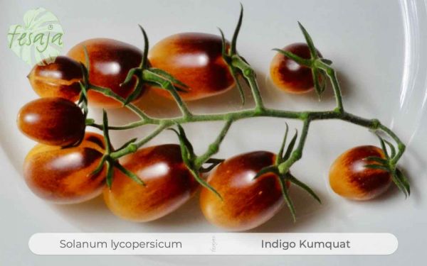 Tomate Indigo Kumquat