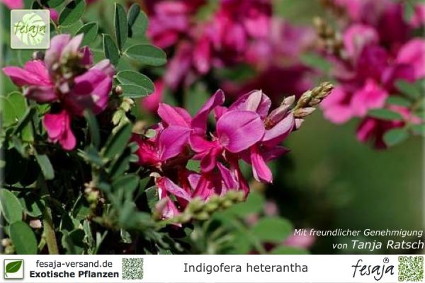 Indigofera heterantha Pflanzen