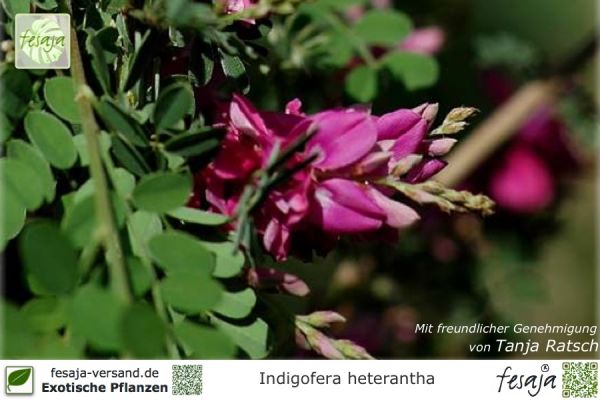 Indigofera heterantha Pflanzen