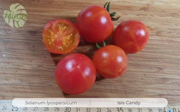 Tomate Isis Candy