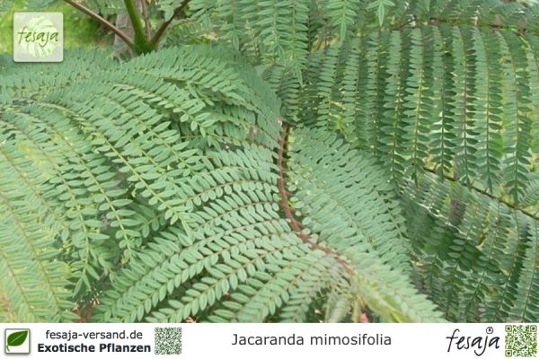 Jacaranda mimosifolia Pflanzen