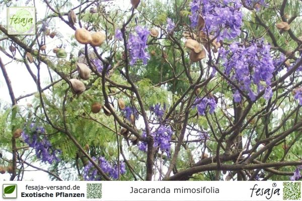 Jacaranda mimosifolia Pflanzen