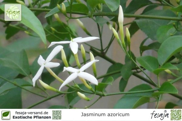 Jasminum azoricum Pflanzen