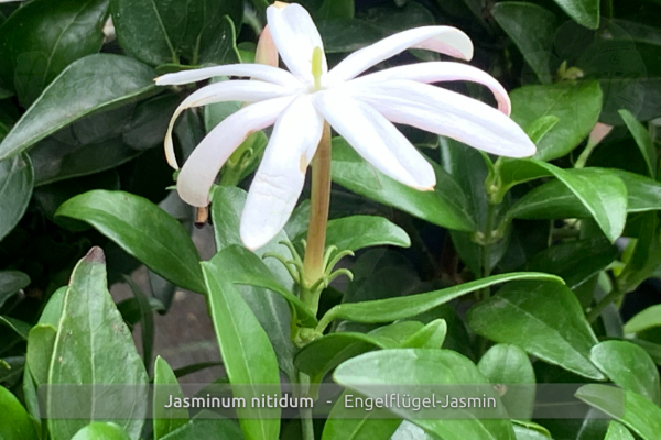 Jasminum nitidum Pflanzen