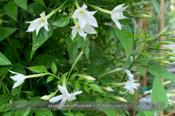 Jasminum officinale Pflanzen