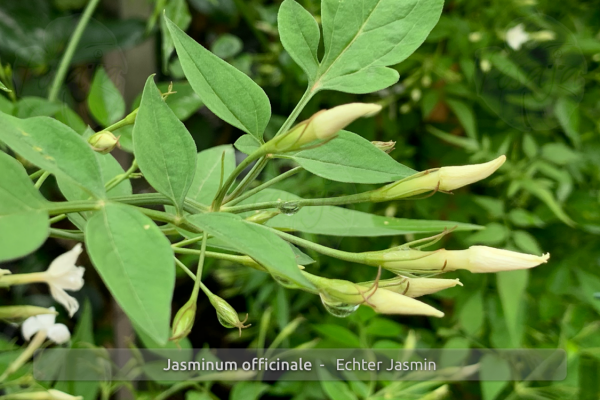 Jasminum officinale Pflanzen