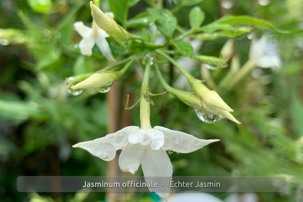 Jasminum officinale Pflanzen iQR