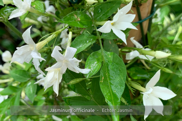 Jasminum officinale Pflanzen iQR