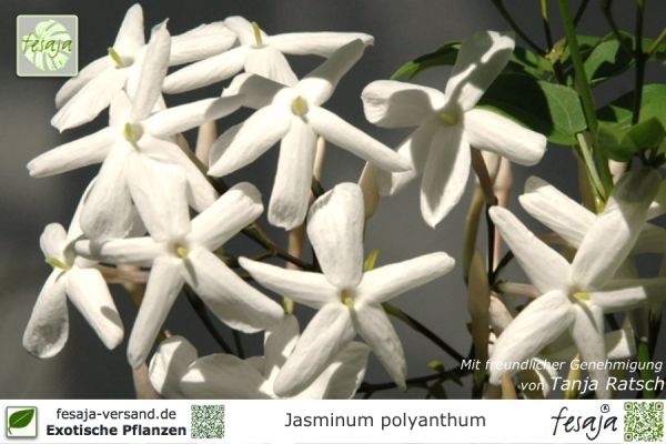 Pflanze 30-50cm bis Roter Jasmin 15°C Winterhart Jasminum beesianum