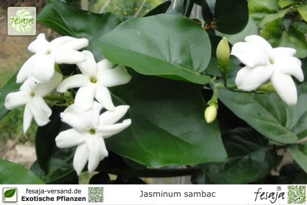 Jasminum sambac Pflanzen