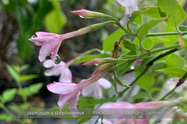 Jasminum stephanense Pflanzen iQR