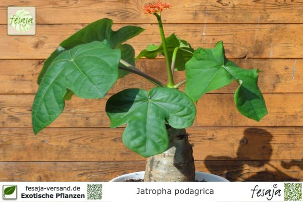 Jatropha podagrica Pflanzen