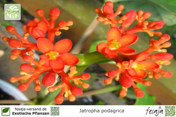 Jatropha podagrica Pflanzen