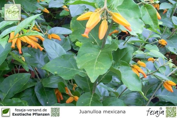 Juanulloa mexicana Pflanzen