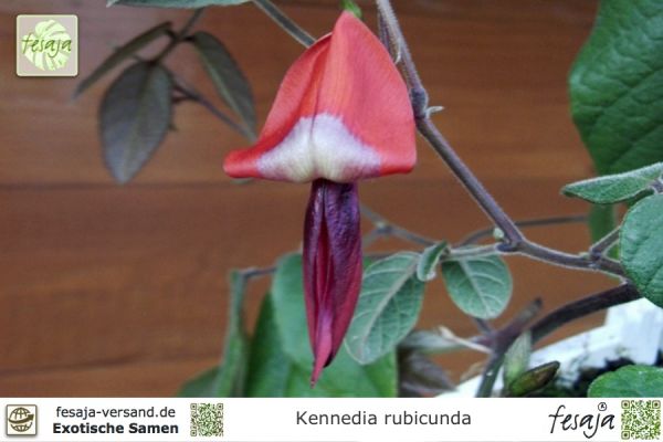 Kennedia rubicunda